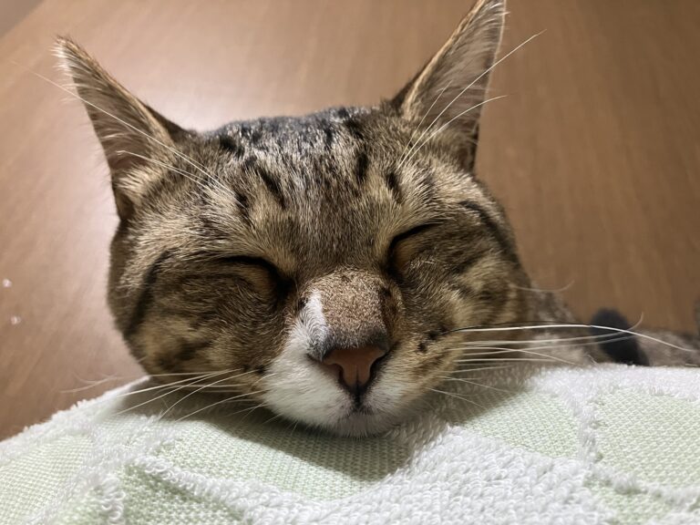 常総市　お知らせ